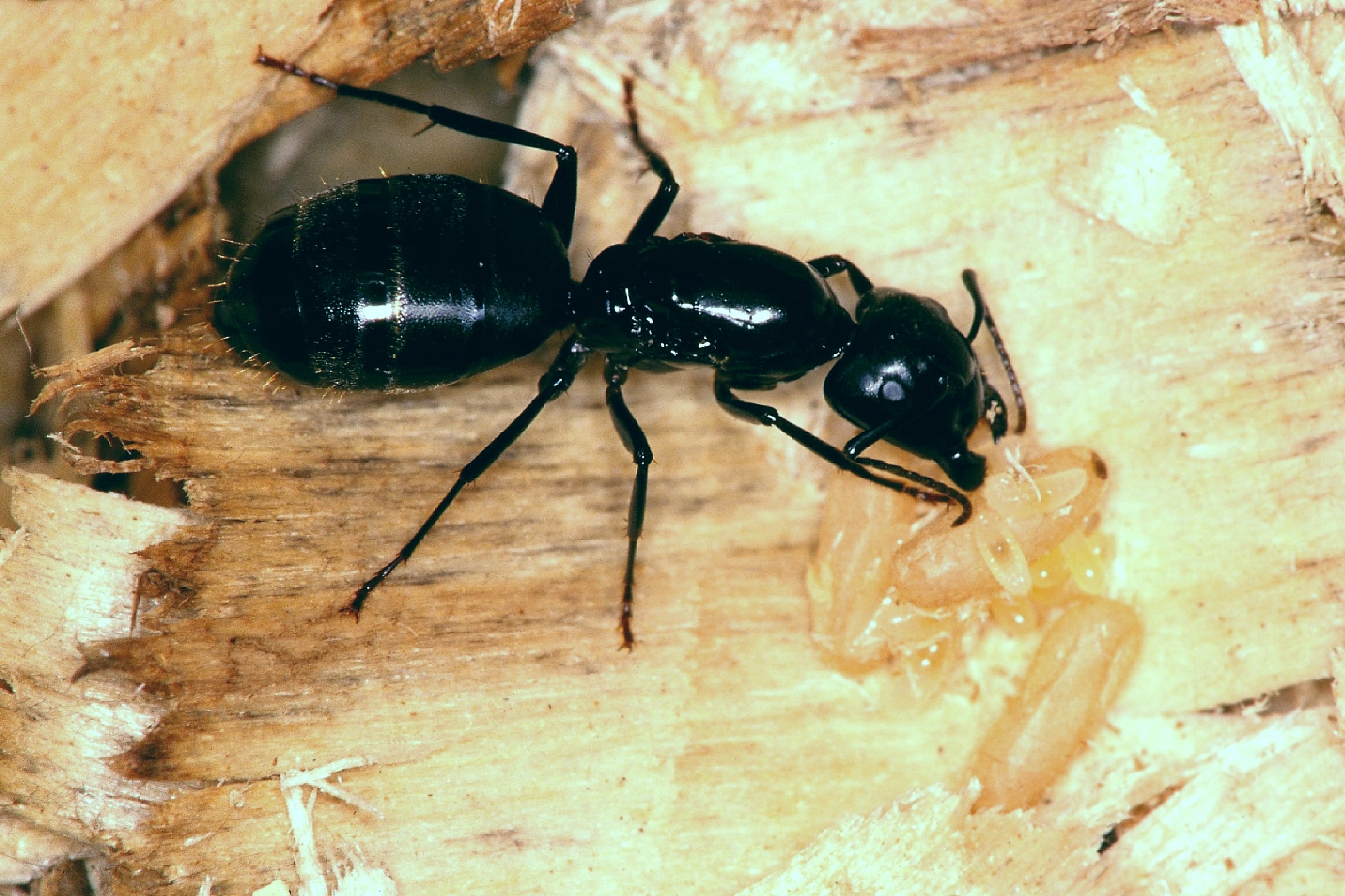 Black Carpenter Ant 