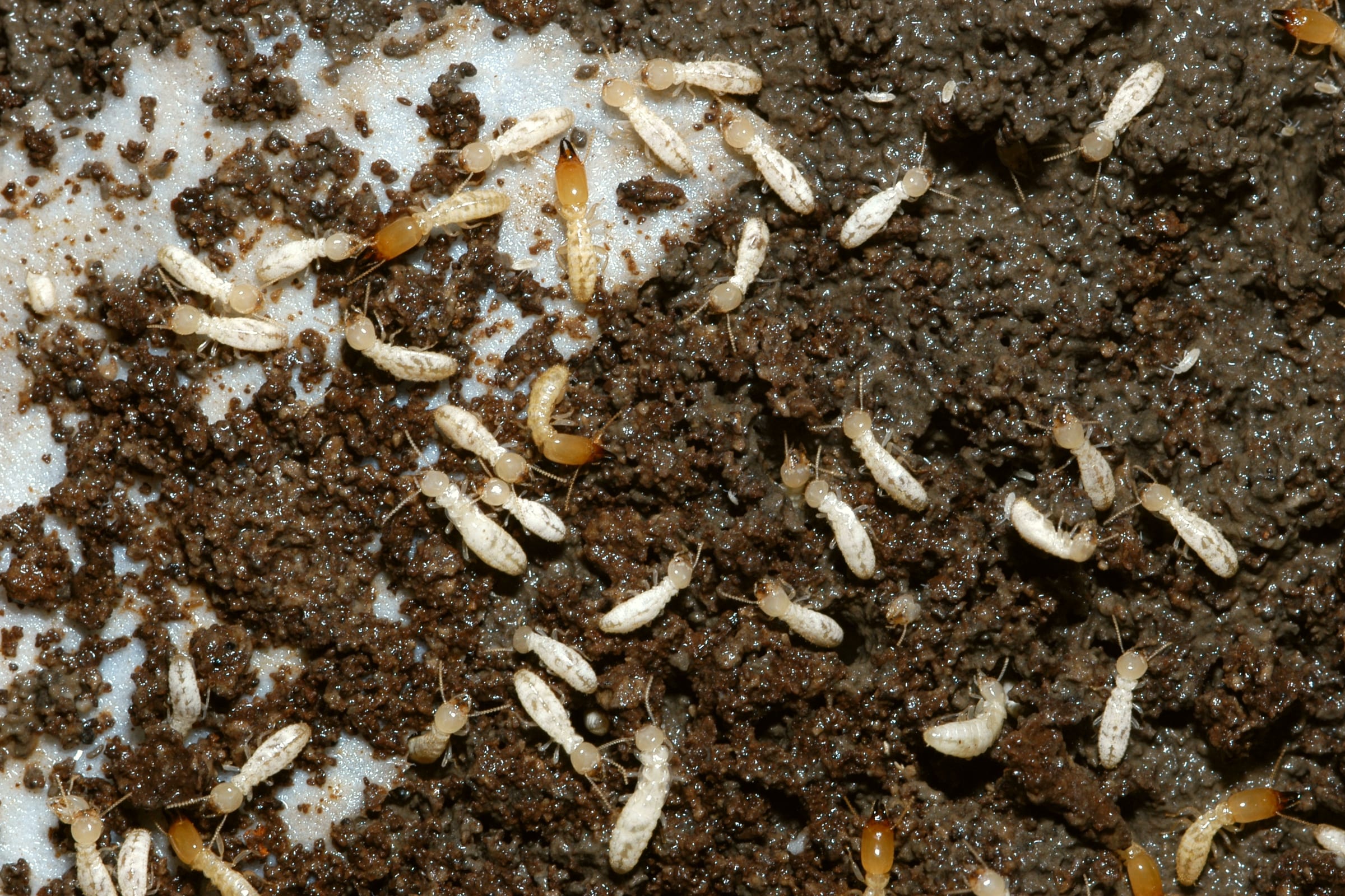 Termites Pictures Of 60