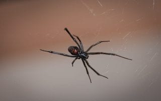 Black Widow Spider control & treatment