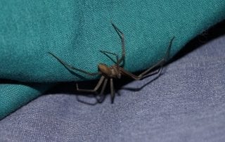 Brown Recluse Spider Omaha & Liincoln