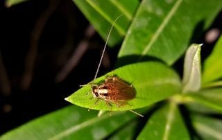 German cockroach treatment in Omaha & lincoln ne