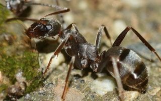 ants fact, control & treatment omaha & lincoln, NE