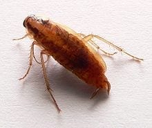 The German Cockroach Is Really Of African Origin