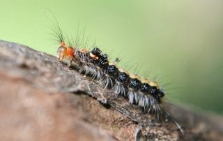 Deadly Consequences with DIY Pesticides