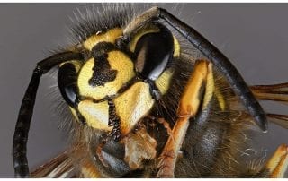 Keep Hornets and Wasps Away