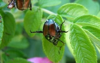 How to Get rid of Japanese Beetles in your Yard?