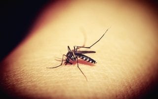 mosquito control services in Omaha, NE