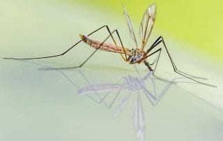 Repelling Mosquitoes in your Yard