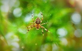 Spiders Look for When Choosing a Home