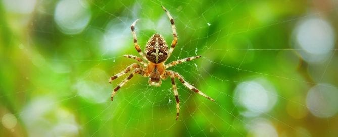 Spiders Look for When Choosing a Home
