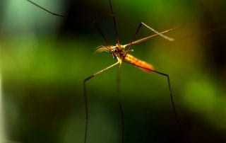 Types of Mosquitoes in Omaha, NE - mosquito control Omaha