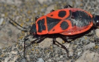 bed bug prevention tips