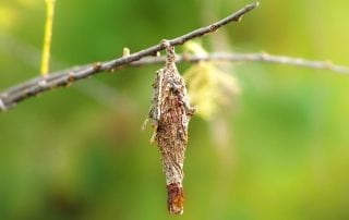 Bagworms Control & Treatment Omaha & Lincoln, NE