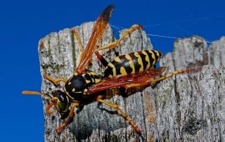 wasp exterminators Omaha & Lincoln, NE