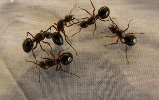 ants pest control Omaha and Lincoln NE