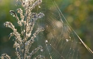 spider pest control Omaha & Lincoln exterminators