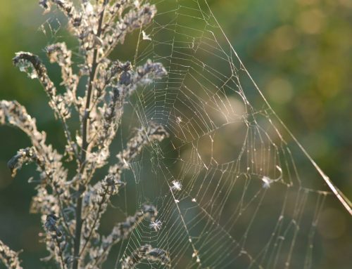 Spider Pest Control Exterminators