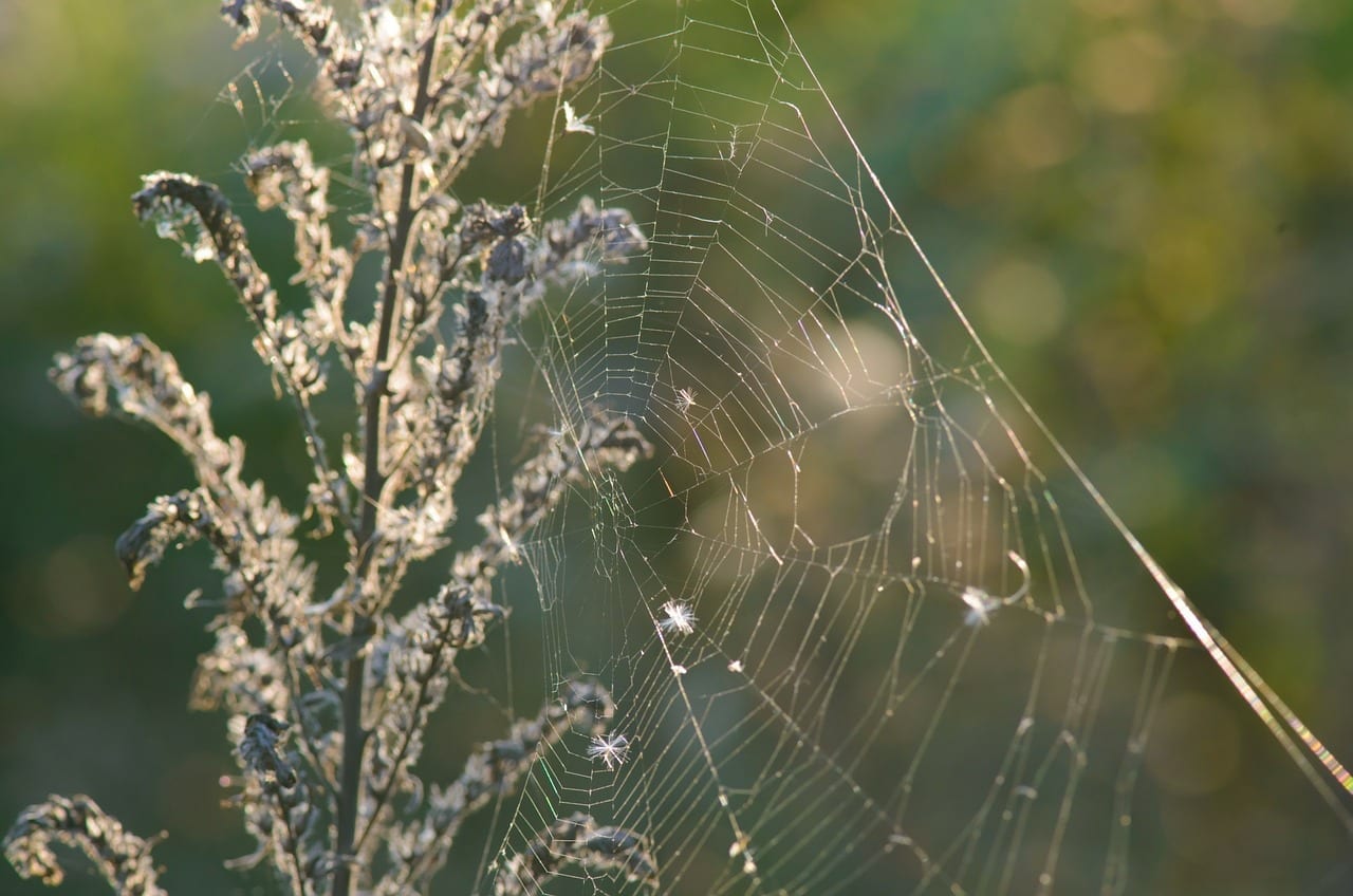 spider pest control Omaha & Lincoln exterminators