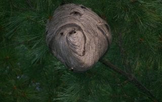 Hornets Pest Control | ABC Termite & Pest Control Omaha & Lincoln, NE