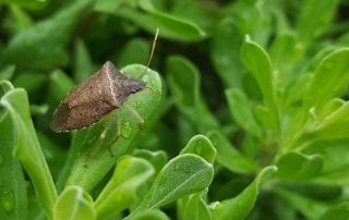 Stink Bugs and Boxelder Bugs | ABC Pest Control | Lincoln & Omaha