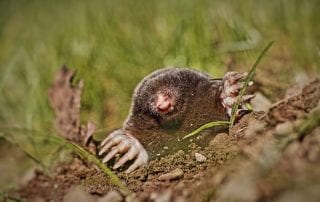 moles & voles pest control Omaha & Lincoln NE
