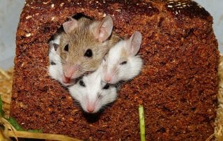 Year-Round Pest Control Omaha & Lincoln NE