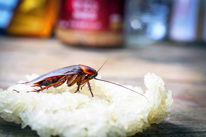 Keeping Your Kitchen Pest Free