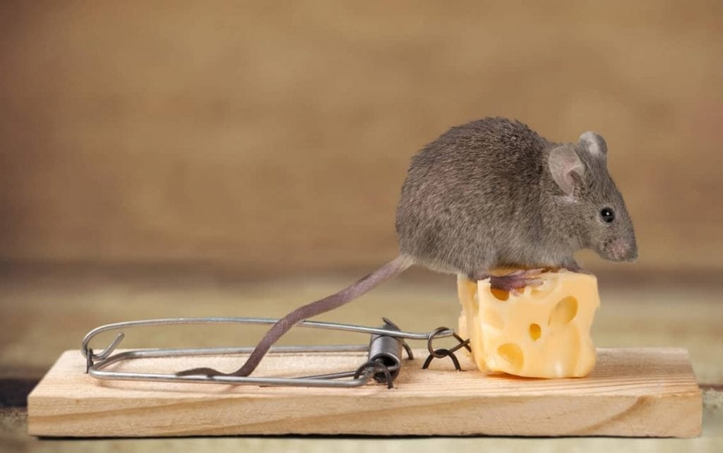 common mousetrap mistakes