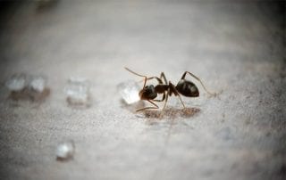 How to Ant-Proof Your Home