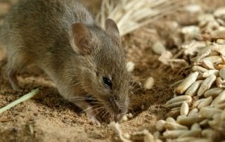 How to Keep Rats and Mice Out?
