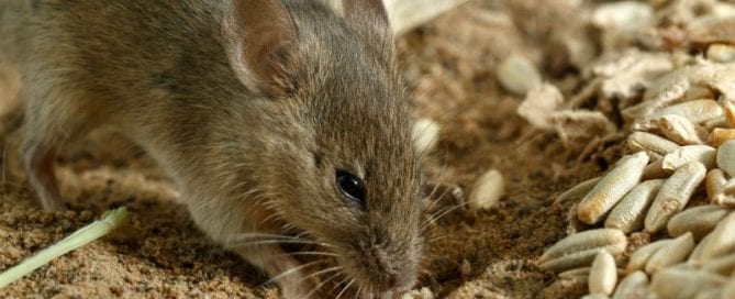 How to Keep Rats and Mice Out?