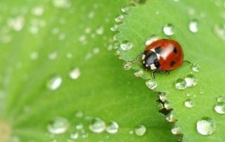 green or organic pest control