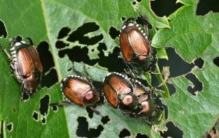 What Plants Do Japanese Beetles Attack?r