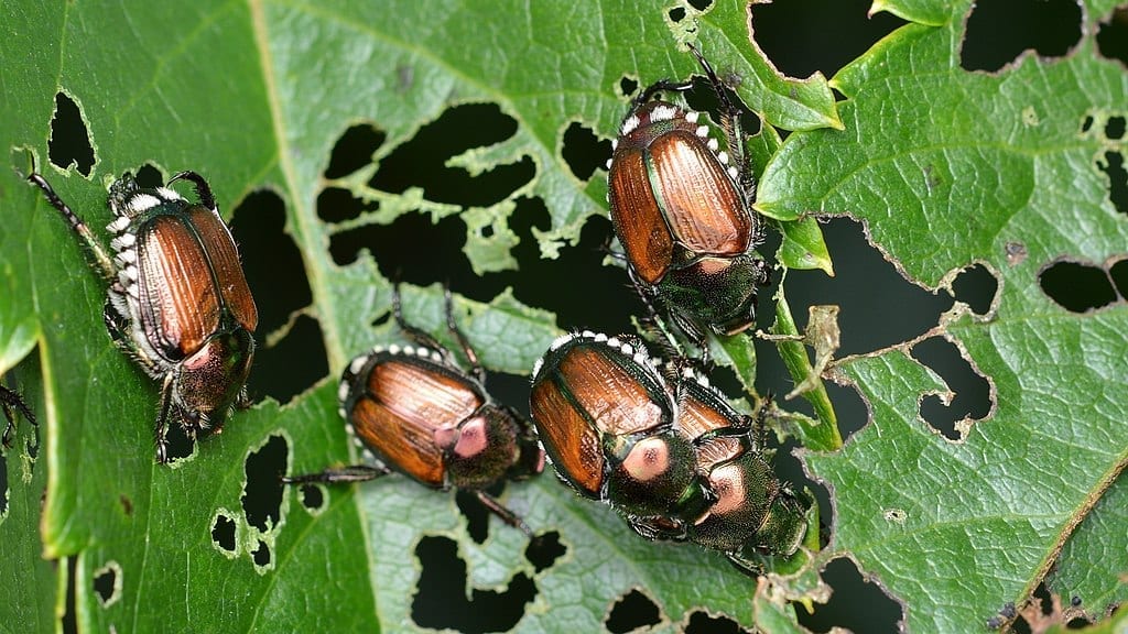 What Plants Do Japanese Beetles Attack