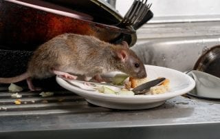 Signs of Rodents in Your Restaurant