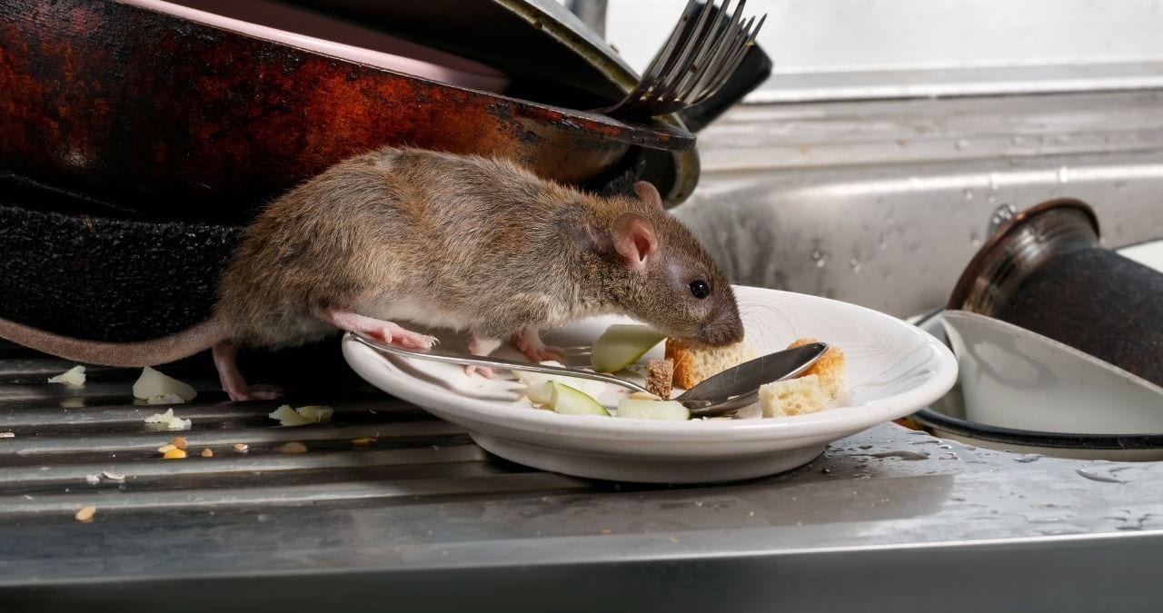 Signs of Rodents in Your Restaurant