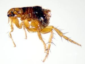 Fleas