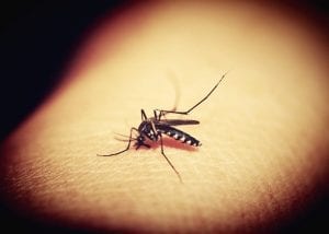 Ticks and Mosquitos