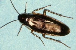 Cockroaches