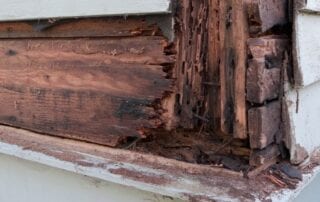 Termite Damage
