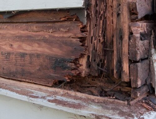 Termite Damage vs. Wood Rot
