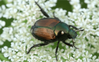 What Attracts Japanese Beetles To Your Yard?