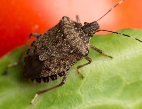 The Best Way to Get Rid of Stink Bugs