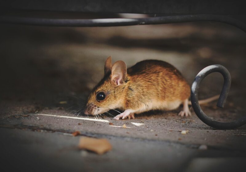 Should You Worry if You See a Mouse in Your House? ABC Pest Control