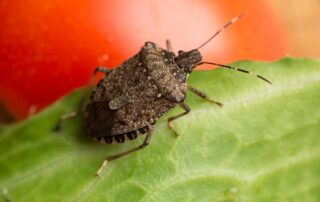 Does a Warm Winter Mean More Bugs in the Spring?
