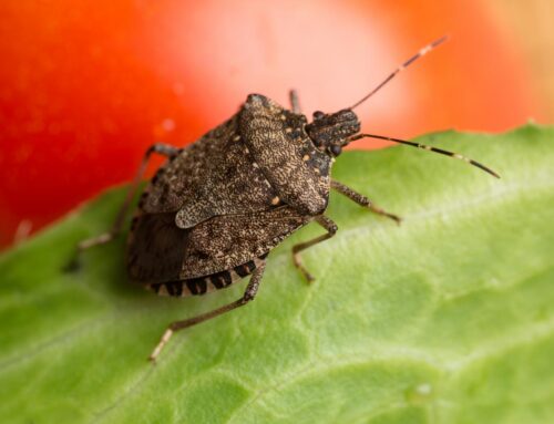 Does a Warm Winter Mean More Bugs in the Spring?