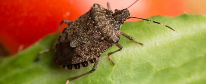 Does a Warm Winter Mean More Bugs in the Spring?