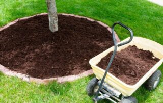 Does Mulch Attract Termites and Bugs?