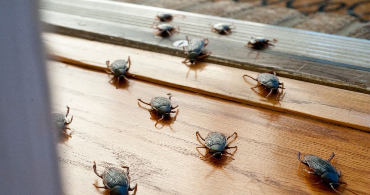 Why Do I Have Roaches If My House is Clean? ABC Pest Control