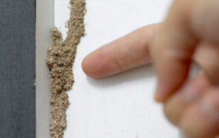 what do termites look like